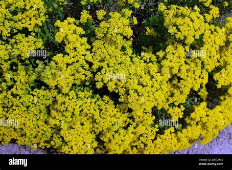 Alyssum Murale Murale Hi Res Stock Photography And Images Alamy