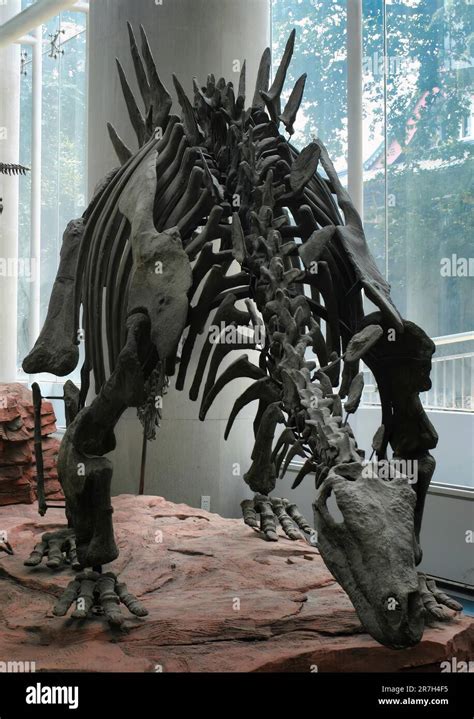 Tuojiangosaurus Multispinus Is A Species Of Stegosaurid Dinosaur That