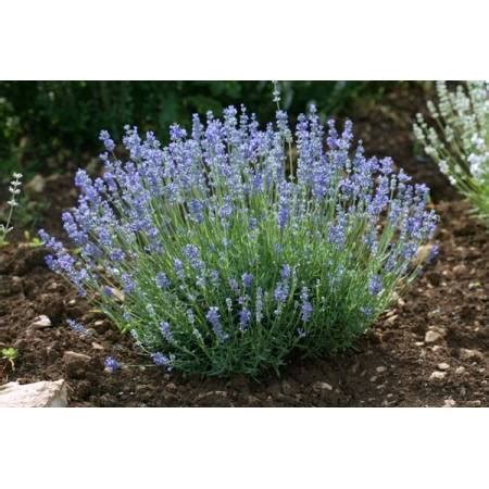 Lavandula Angustifolia Ellagance Purple Lavande Fine De Jardin Sec