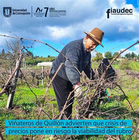 Viñateros de Quillón advierten que crisis de precios pone en riesgo la
