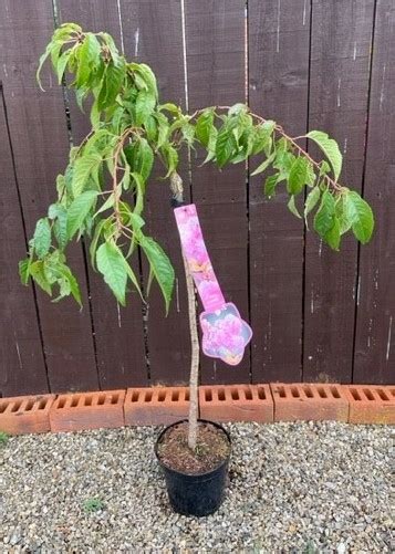 Prunus Serrulata Kiku Shidare Zakura Cherry Tree Standard L