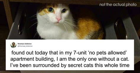 Man Finds Out Everyone In His Apartment Building Has A Cat Even Though It’s Not Allowed, People ...