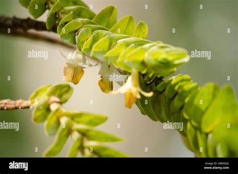 Hot Variegata Hi Res Stock Photography And Images Alamy