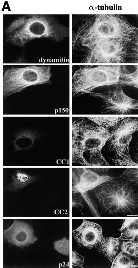 Effects Of Dynactin Subunit Overexpression On Microtubule Organization