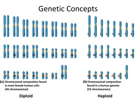 Concept and basics of genetics