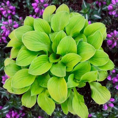 Хоста 'Сан Маус' / Hosta hybride 'Sun Mouse' - Ландшафтная компания ...
