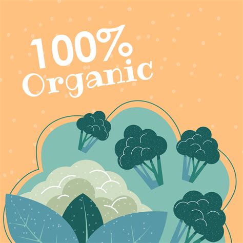 Organic and natural broccoli and cauliflowers 17533261 Vector Art at