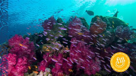 Fijis Diving Scuba Diving Fijis Reefs Pinnacles And Coral Gardens