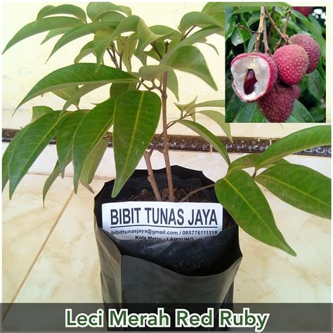 BIBIT TANAMAN BUAH LECI MERAH LYCHEE RED RUBY DATARAN TINGGI