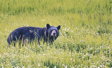 How to Survive a Black Bear Attack - According to Science - BEAR GUIDE