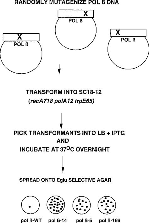 Figure 1 from A genetic system to identify DNA polymerase β mutator ...