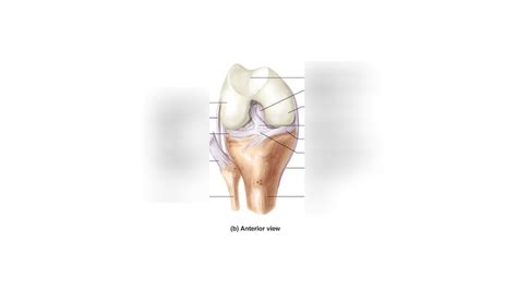 Knee ligaments Diagram | Quizlet