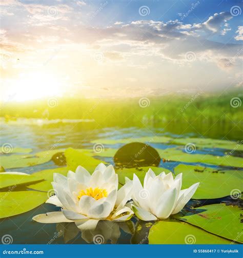 Beautiful White Water Lilies Stock Image Image Of Glow Nature 55860417