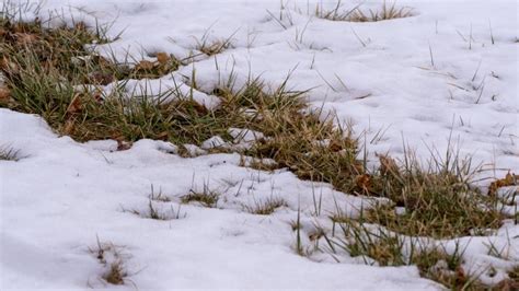 Lack of snow could lead to summer drought, conservation authority warns ...