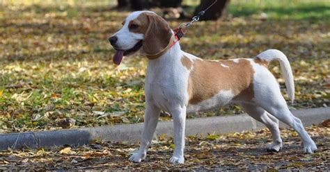 az első fenntart Előfeltétel beagle robes blanc et feu Internetes tér