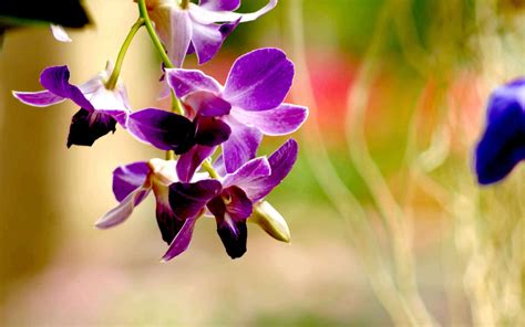 Beautiful Orchid Flower Wallpaper Gambar Bunga