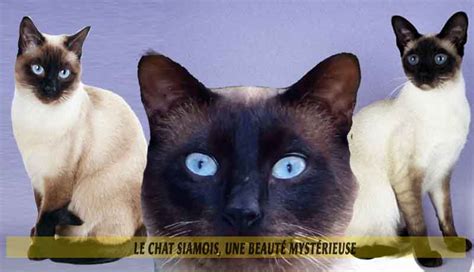 Le chat Siamois, une beauté mystérieuse