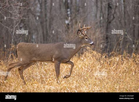 White Tailed Buck During The Rut In Northern Wisconsin Stock Photo Alamy