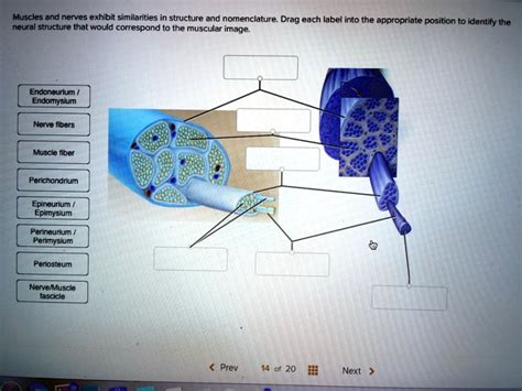 Solved Muscles And Nerves Exhibit Similarities In Structure And