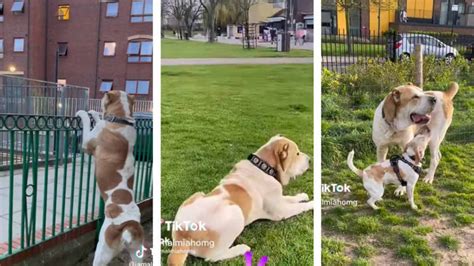 Kenzo Conoce Al Perro Gigante Que Se Hizo Viral En Redes Uno Tv