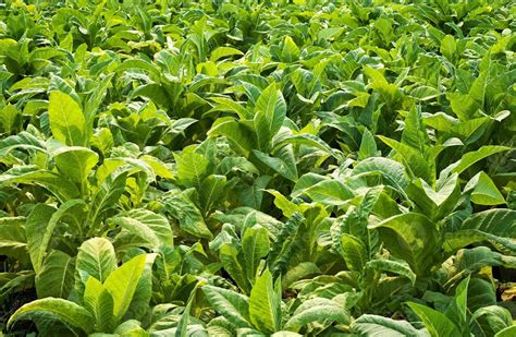 Closeup tobacco leaves 1347289 Stock Photo at Vecteezy