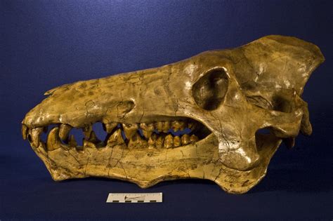 WitmerLab Dinosaur Skull Collection: archaeotherium