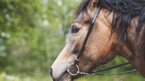 Getting Your Horse To Move Toward The Mounting Block Cowgirl Magazine