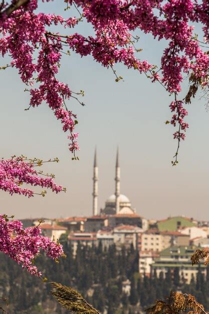 Premium Photo | Ottoman style mosque in istanbul