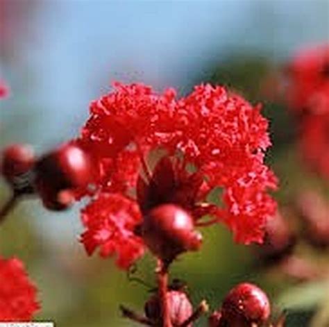 Dynamite Red Crape Myrtle Multi | Star Nursery Garden and Rock Centers