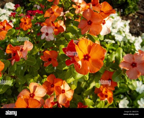 Orange Catharanthus Roseus Commonly Known As Bright Eyes Cape