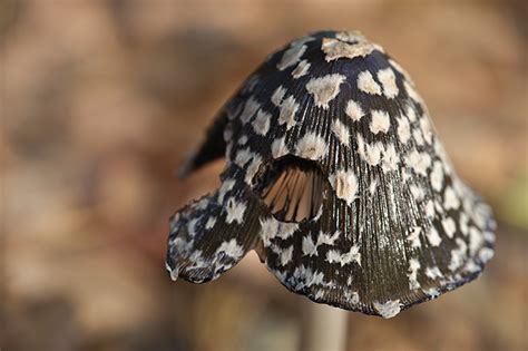 Autumn images - Hallerbos