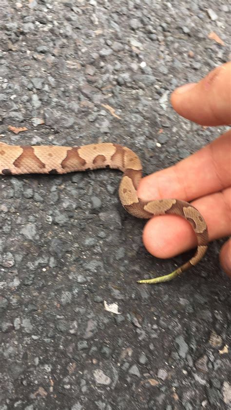 Copperhead Snakes Can Live Up To 18 Years In The Wild And 25 Years In