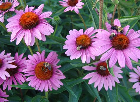 Echinacea Tutte Le Propriet Oaoa Blog