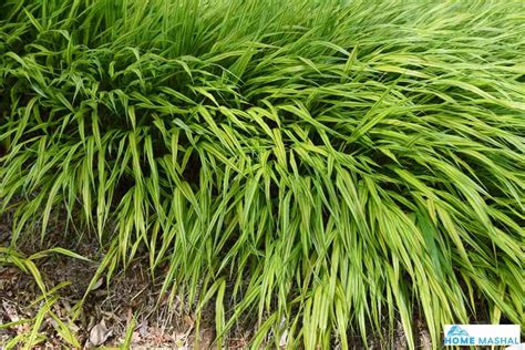 17 Best Tall Ornamental Grasses For Shades