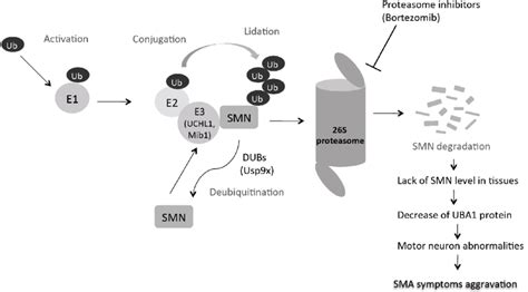 Main Factors Playing A Role In Smn Protein Degradation Download