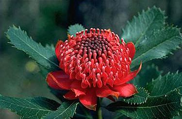growing waratahs australian plant information