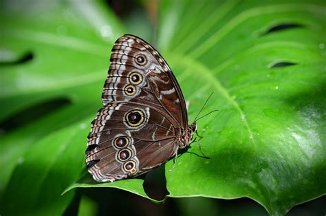 Naturaleza Mariposa Insecto Foto Gratis En Pixabay