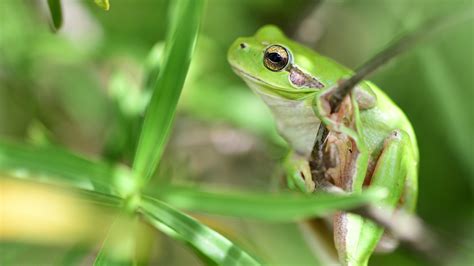 Animal Frog 4k Hd Wallpapers Hd Wallpapers Id 33250