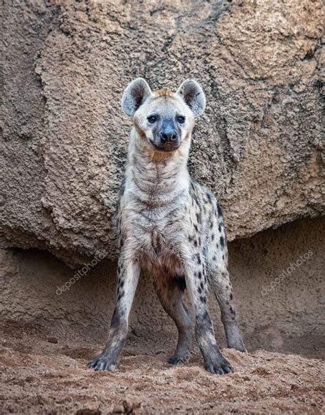 Spotted hyena — Stock Photo © vicnt2815 #10238123