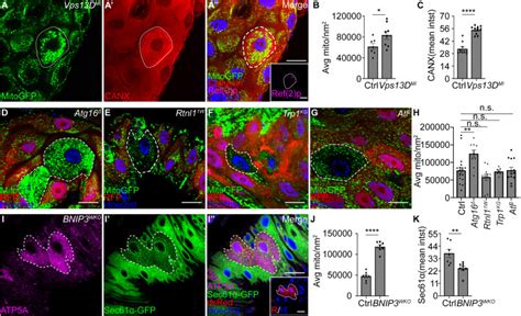 Pink Keap And Rtnl Regulate Selective Clearance Of Endoplasmic