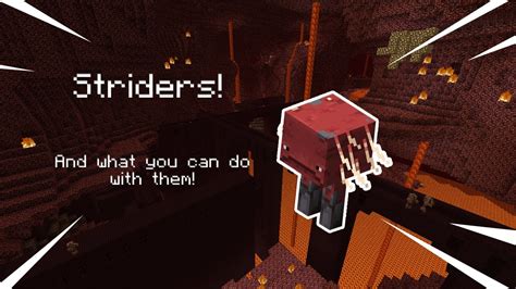 Striders And What You Can Do With Them Minecraft Youtube