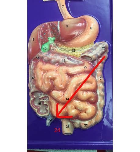 Exercise Anatomy Of The Digestive System Flashcards Quizlet