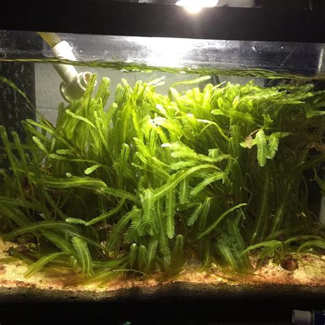 Caulerpa Aquarium