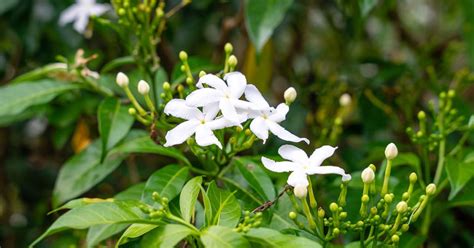 Star Jasmine Care Pruning And More The Garden Magazine