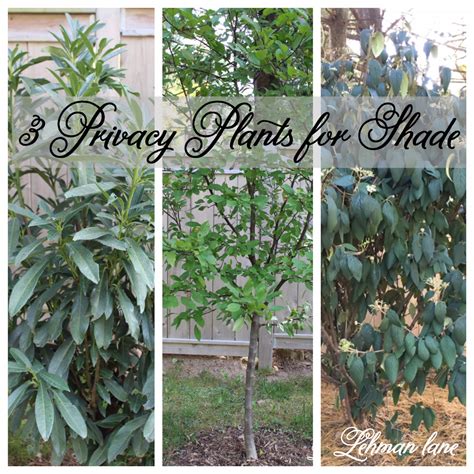 3 Privacy Plants for Shade - Lehman Lane