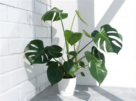 Come Coltivare La Monstera Deliciosa In Appartamento Ohga