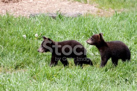 Black Bear Cubs Stock Photo | Royalty-Free | FreeImages