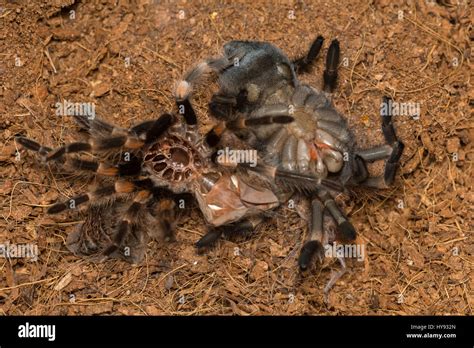 Tarantula molting hi-res stock photography and images - Alamy