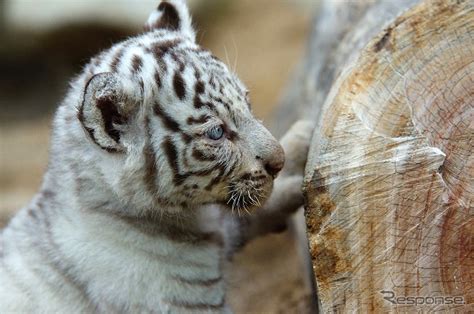 【ゴールデンウィーク】東武動物公園、稀少なホワイトタイガーの赤ちゃん公開 14枚目の写真・画像 レスポンス（responsejp）