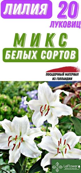 Луковицы Лилии LeFlower купить по выгодной цене в интернет-магазине ...